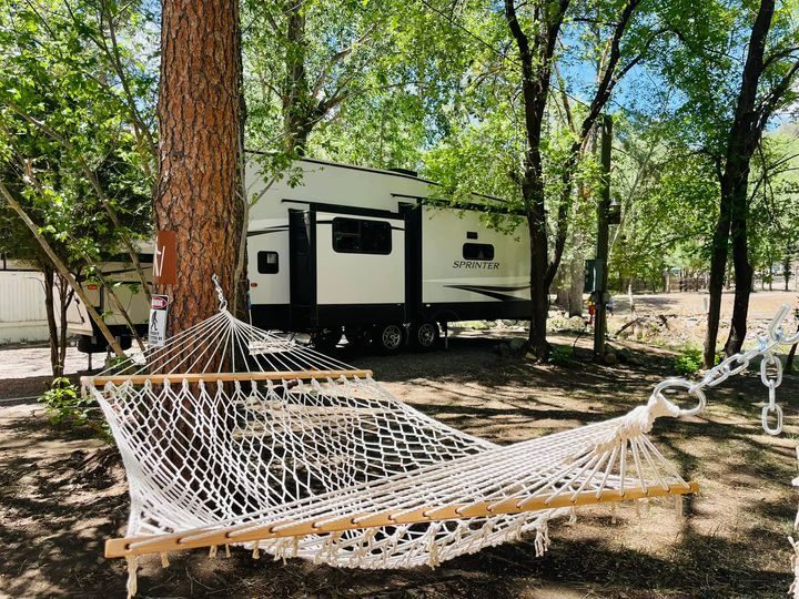 A hammock strung between the pines beside a travel trailer